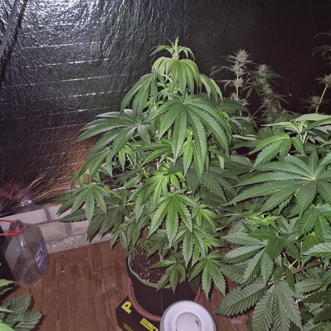 Moby 🍆  growlog timeline photo