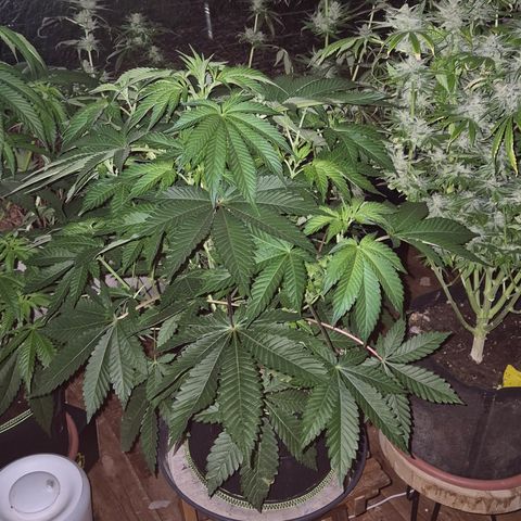 Black Domina 💃 growlog timeline photo
