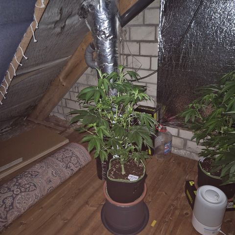 Moby Dick 1 growlog timeline photo