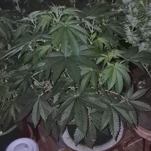 Black Domina 💃 growlog timeline photo