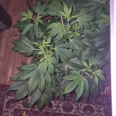 Moby Dick 1 growlog timeline photo
