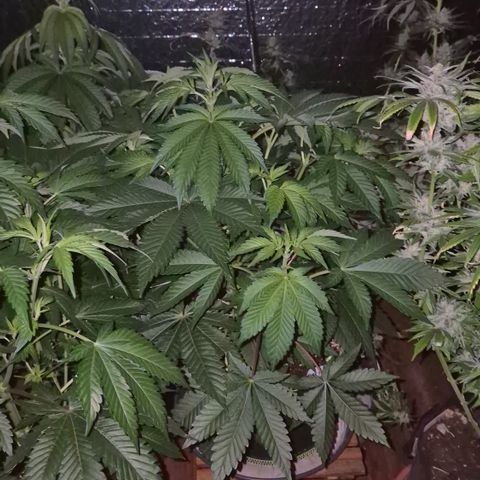 Black Domina 💃 growlog timeline photo