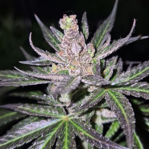 🌅Sherbi photo, blue sunset sherbert, Barneys farm  growlog timeline photo