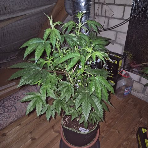 Moby Dick 1 growlog timeline photo