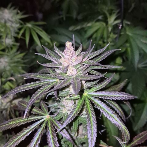 🌅Sherbi photo, blue sunset sherbert, Barneys farm  growlog timeline photo