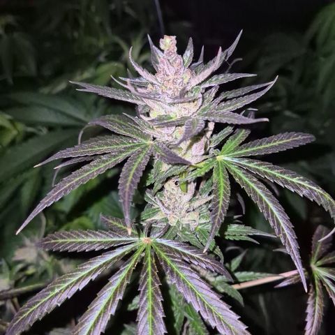 🌅Sherbi photo, blue sunset sherbert, Barneys farm  growlog timeline photo