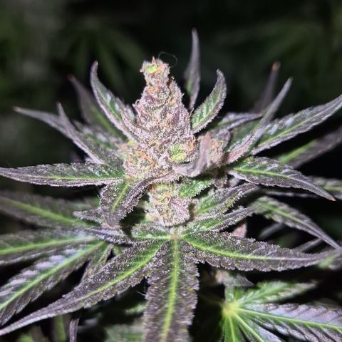 🌅Sherbi photo, blue sunset sherbert, Barneys farm  growlog timeline photo