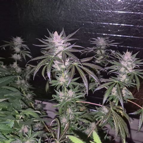 🌅Sherbi photo, blue sunset sherbert, Barneys farm  growlog timeline photo