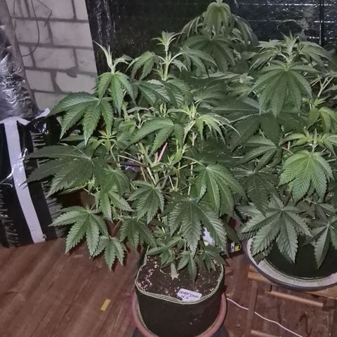 Moby Dick 1 growlog timeline photo