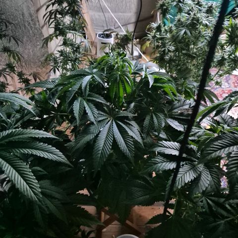Moby 🍆  growlog timeline photo