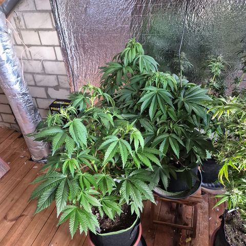 Moby 🍆  growlog timeline photo