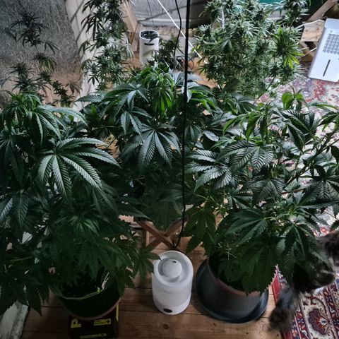 Moby 🍆  growlog timeline photo