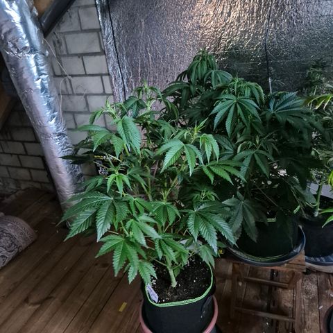 Moby 🍆  growlog timeline photo