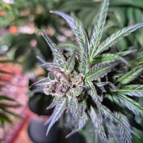 🌅Sherbi photo, blue sunset sherbert, Barneys farm  growlog timeline photo