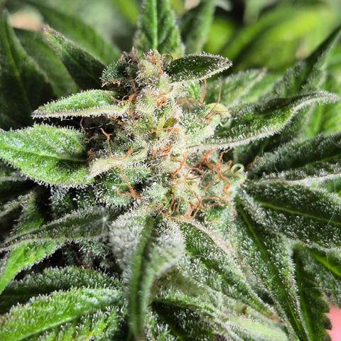 🍍Anna  #1 amnesia lemon  growlog timeline photo