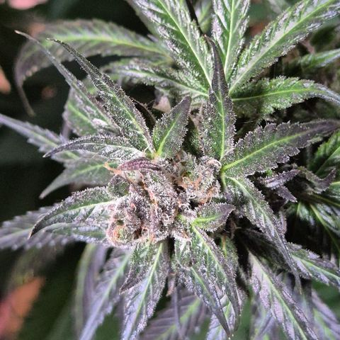 🌅Sherbi photo, blue sunset sherbert, Barneys farm  growlog timeline photo
