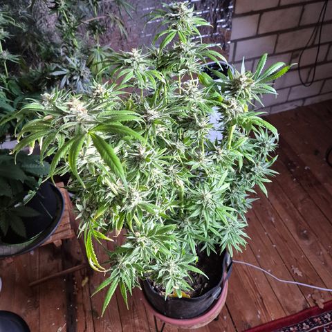 🍍Anna  #1 amnesia lemon  growlog timeline photo