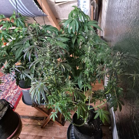 🌅Sherbi photo, blue sunset sherbert, Barneys farm  growlog timeline photo