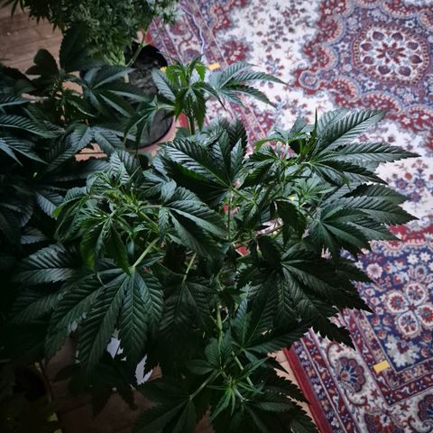 Moby 🍆  growlog timeline photo