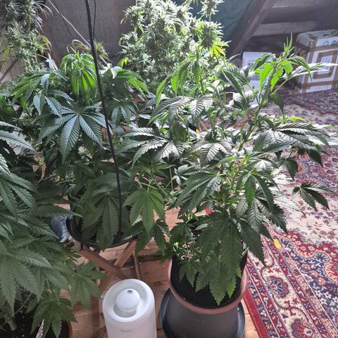 Moby 🍆  growlog timeline photo