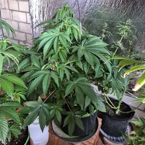 Black Domina 💃 growlog timeline photo