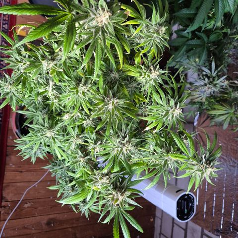 🍍Anna  #1 amnesia lemon  growlog timeline photo
