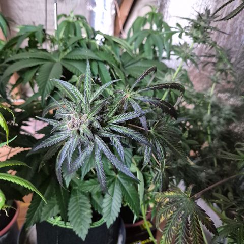 🌅Sherbi photo, blue sunset sherbert, Barneys farm  growlog timeline photo