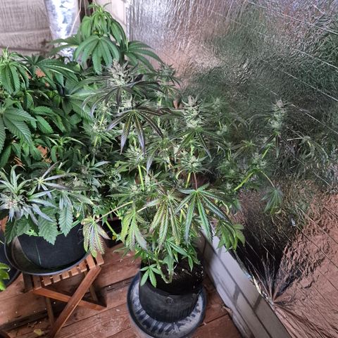 🌅Sherbi photo, blue sunset sherbert, Barneys farm  growlog timeline photo