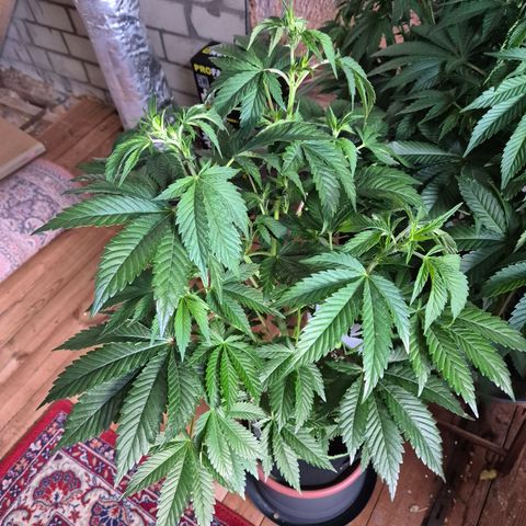 Moby Dick 1 growlog timeline photo