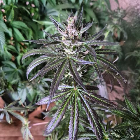 🌅Sherbi photo, blue sunset sherbert, Barneys farm  growlog timeline photo