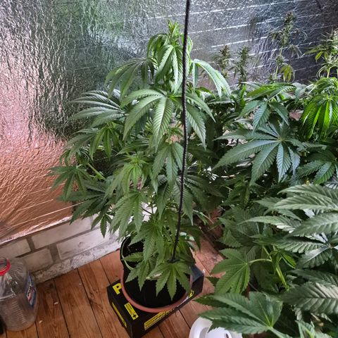 Moby 🍆  growlog timeline photo