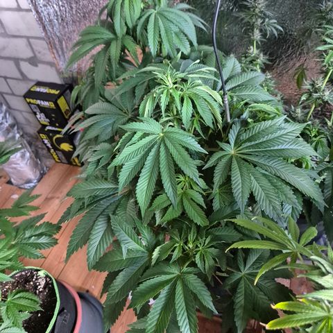 Black Domina 💃 growlog timeline photo