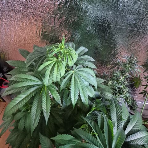 Moby 🍆  growlog timeline photo