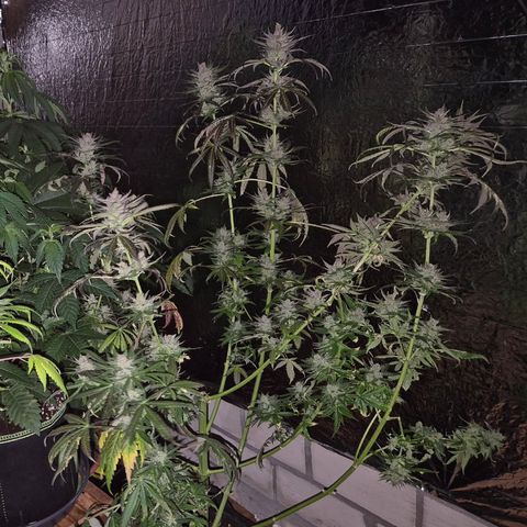 🌅Sherbi photo, blue sunset sherbert, Barneys farm  growlog timeline photo