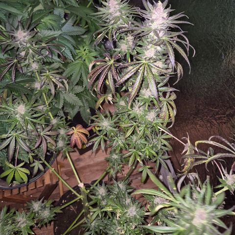 🌅Sherbi photo, blue sunset sherbert, Barneys farm  growlog timeline photo