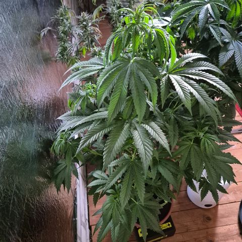 Moby 🍆  growlog timeline photo