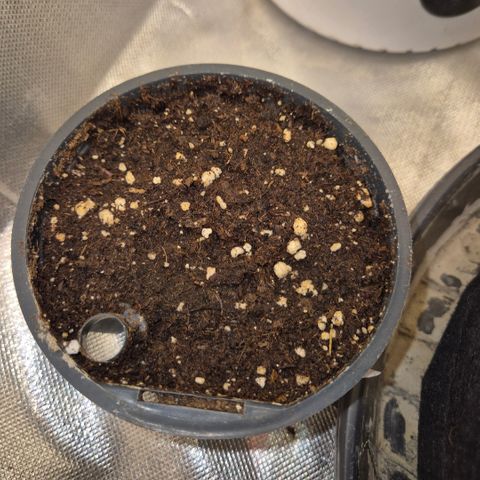 Afghani #1 (45-50bt) growlog timeline photo
