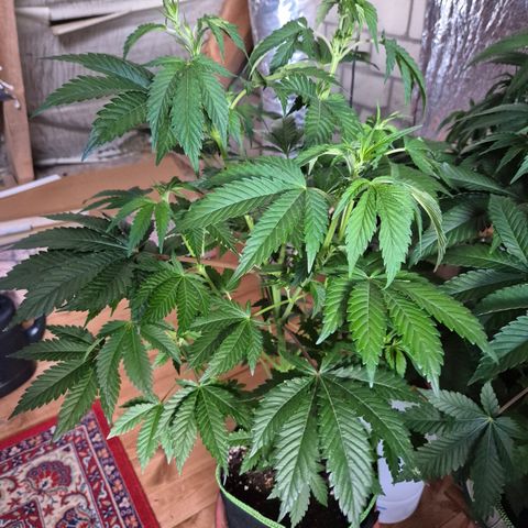 Moby Dick 1 growlog timeline photo