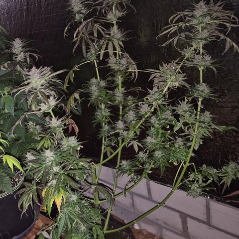 🌅Sherbi photo, blue sunset sherbert, Barneys farm  growlog timeline photo