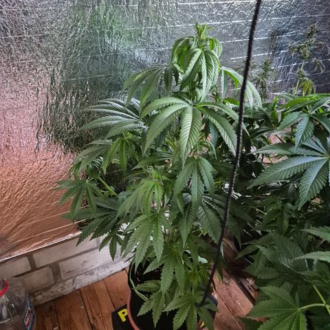 Moby 🍆  growlog timeline photo