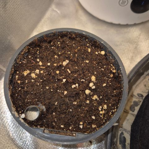 Afghani #1 (45-50bt) growlog photo: Noch nix