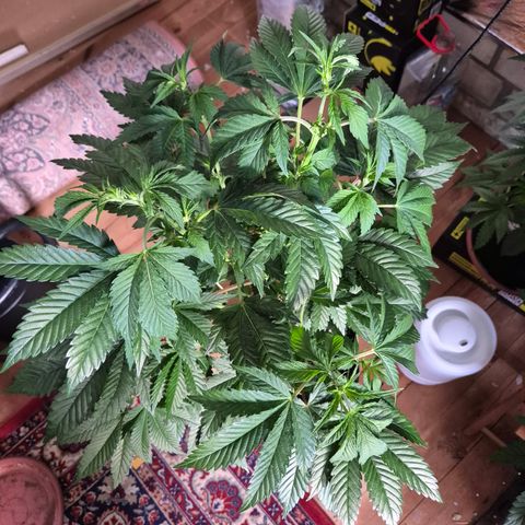 Black Domina 💃 growlog timeline photo