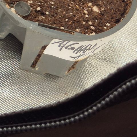 Afghani #1 (45-50bt) growlog timeline photo