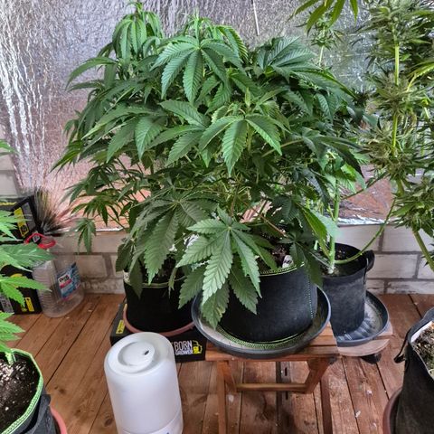 Black Domina 💃 growlog timeline photo