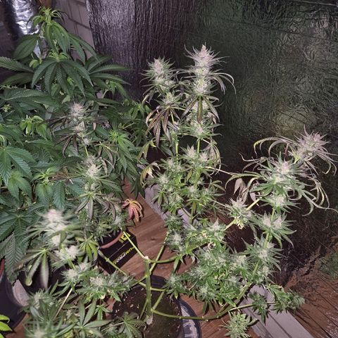 🌅Sherbi photo, blue sunset sherbert, Barneys farm  growlog timeline photo