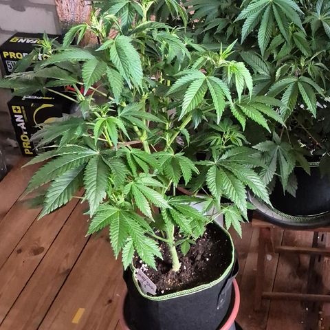 Moby Dick 1 growlog timeline photo