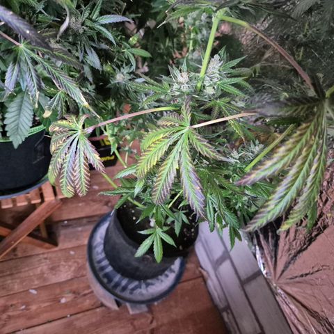 🌅Sherbi photo, blue sunset sherbert, Barneys farm  growlog timeline photo