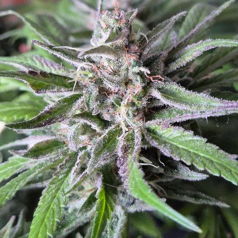 🍍Anna  #1 amnesia lemon  growlog timeline photo