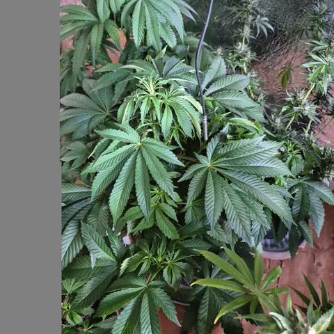 Black Domina 💃 growlog timeline photo