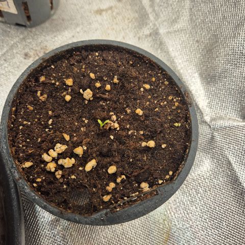 Biscotti (56-70bt) growlog timeline photo